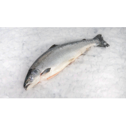 Salmó peça de 2.5 kg aprox