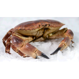Bou de Mar peces de 800 gr...