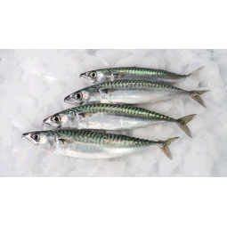 Caballa  500 gr /3 p aprox