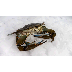 Cangrejo azul 1kg / 8piezas...