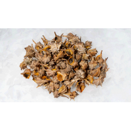 Caragols de Mar  mitjà 500 gr