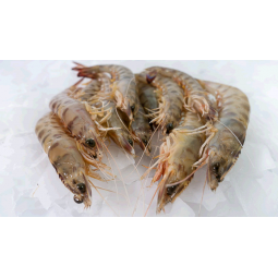 Langostino de San Carlos...