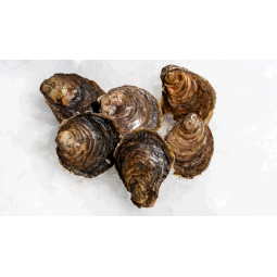 Ostra gallega
