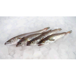 Llusset platja  500 gr / 5...