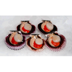 Zamburinyes safates de 5/6...
