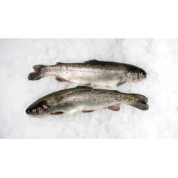 Trucha asalmonada 500gr/2...