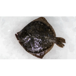 Rémol peces de 500 gr aprox