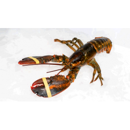 Bogavante Canadá piezas de...