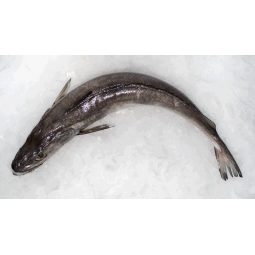 Lluç de Palangre peces de...