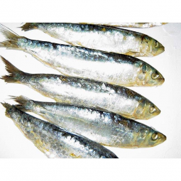 Sardina casco b/3 unitats