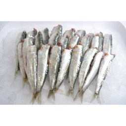 Sardina costa 500 gr