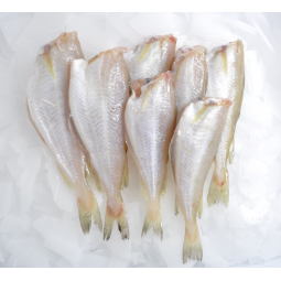 Mollera de costa 500 gr